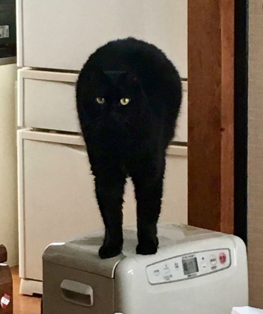 Japanese Artist Turns Awkward Animal Moments Into Sculptures, And The Result Is Hilarious Japanese Artist Turns Awkward Animal Moments Into Sculptures, And The Result Is Hilarious