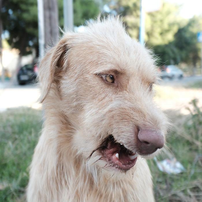 I Photograph Street And Shelter Dogs