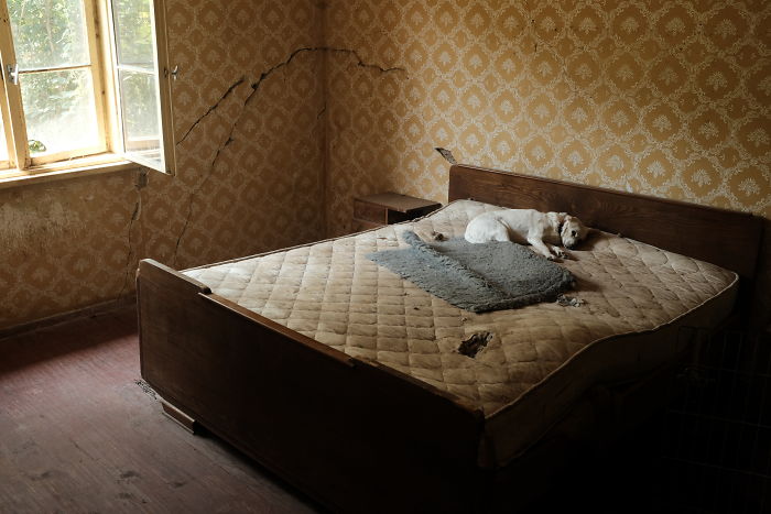 I Photograph Street And Shelter Dogs