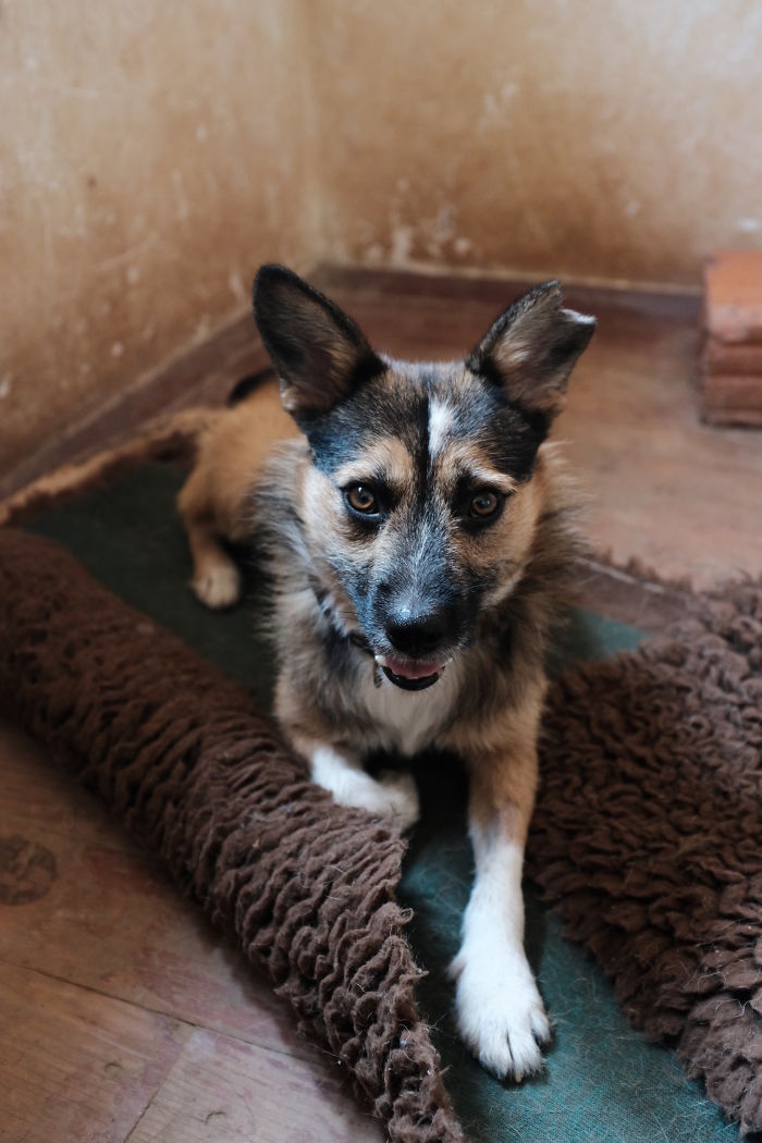 I Photograph Street And Shelter Dogs