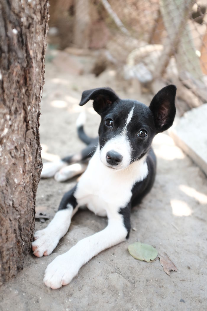I Photograph Street And Shelter Dogs