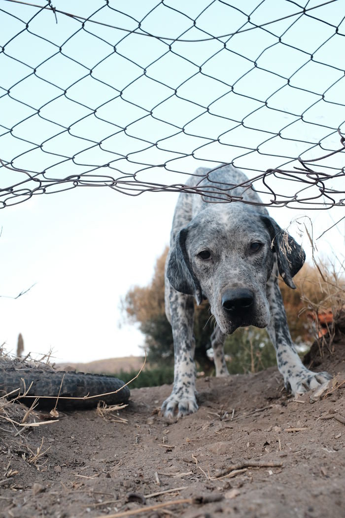 I Photograph Street And Shelter Dogs