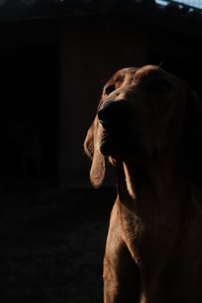 I Photograph Street And Shelter Dogs