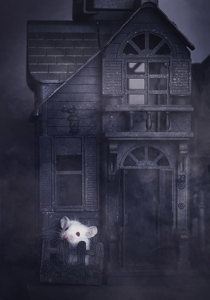 I Photograph Animals Every Halloween