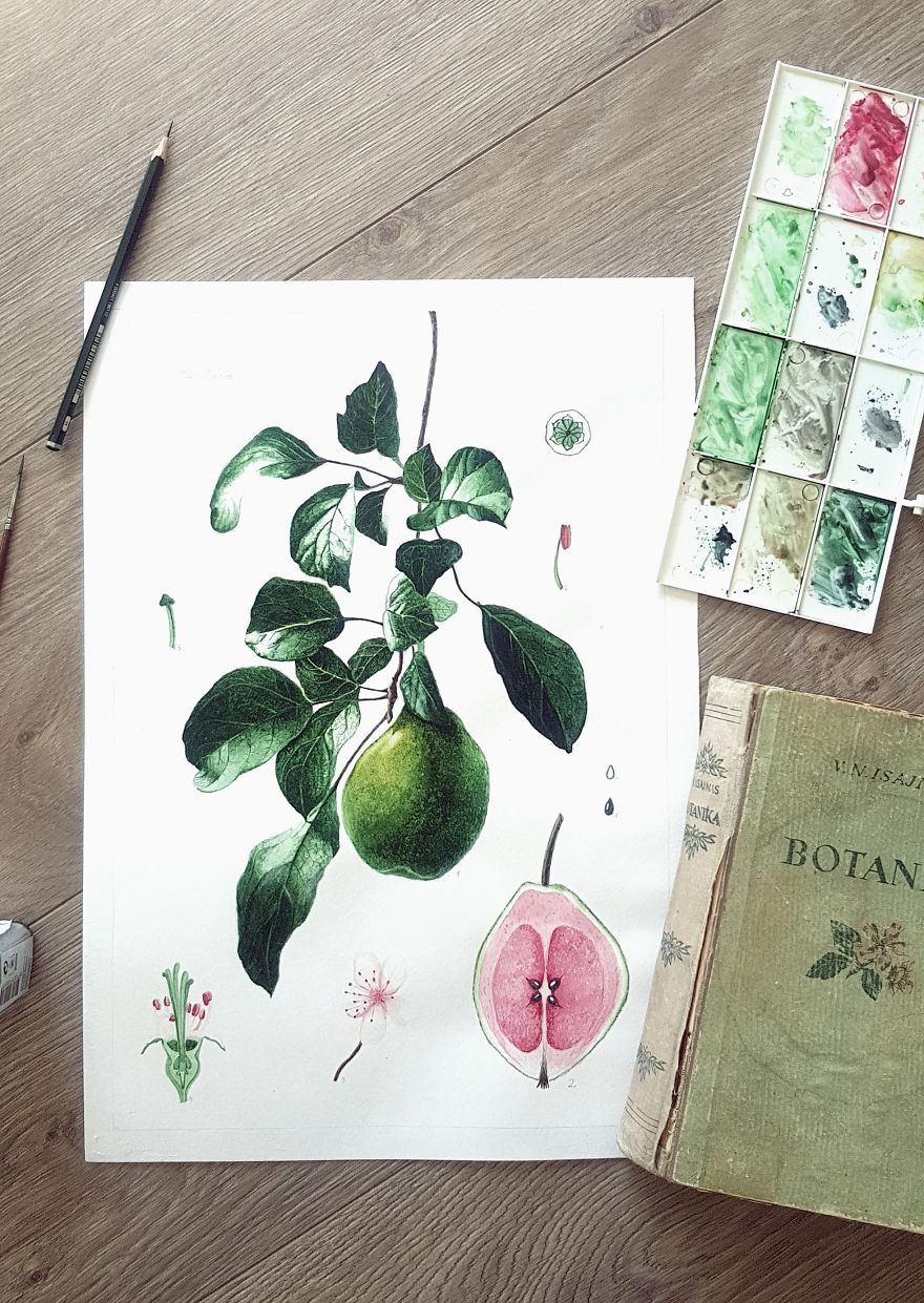 Lithuanian Guava (Non Existing Plant)