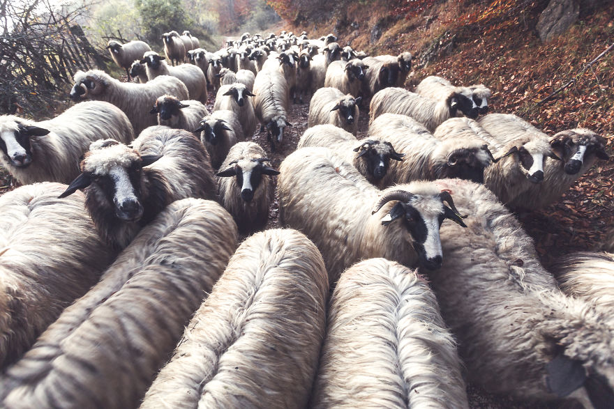 I Have Been Looking For Dracula In Transylvania, But I Found This Instead