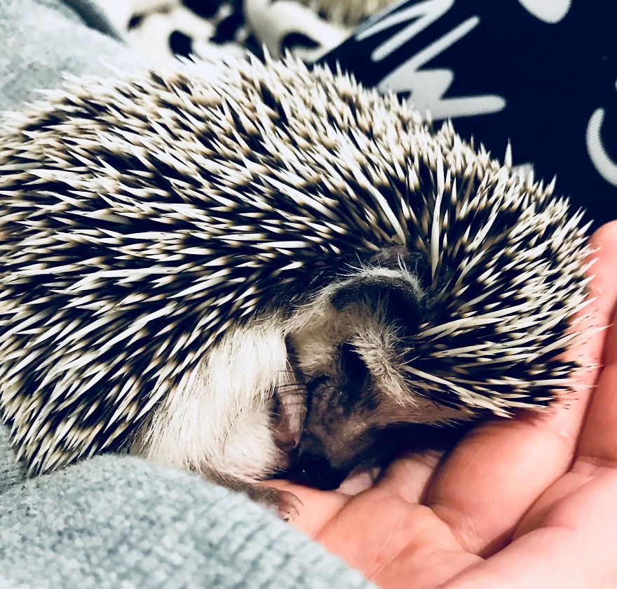 The Cutest Little Hedgehog