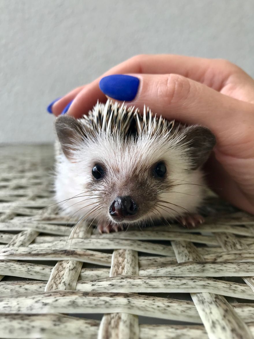 Tiny Hedgy Baby