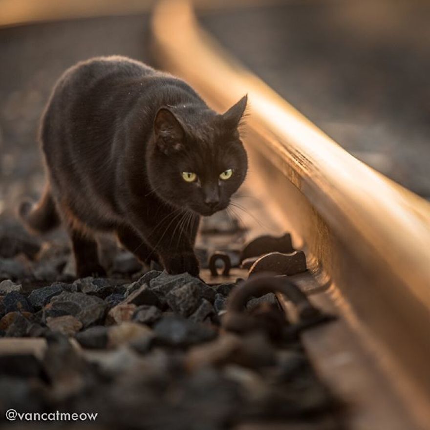 I Spent Over 3 Years Traveling With My Cat In A Campervan I Spent Over 3 Years Traveling With My Cat In A Campervan