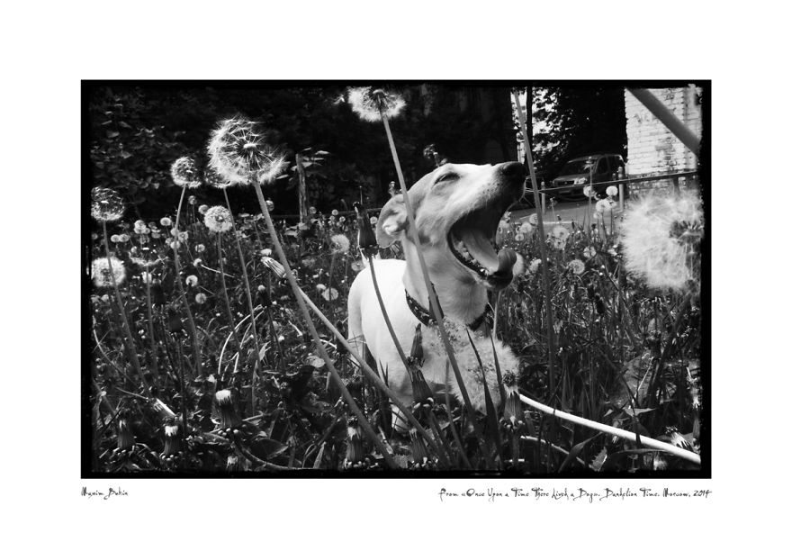 Dandelion Time (25 May 2014)