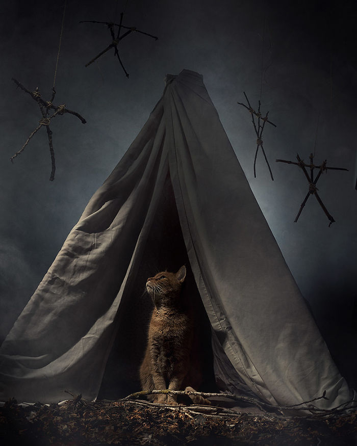 I Photograph Animals Every Halloween