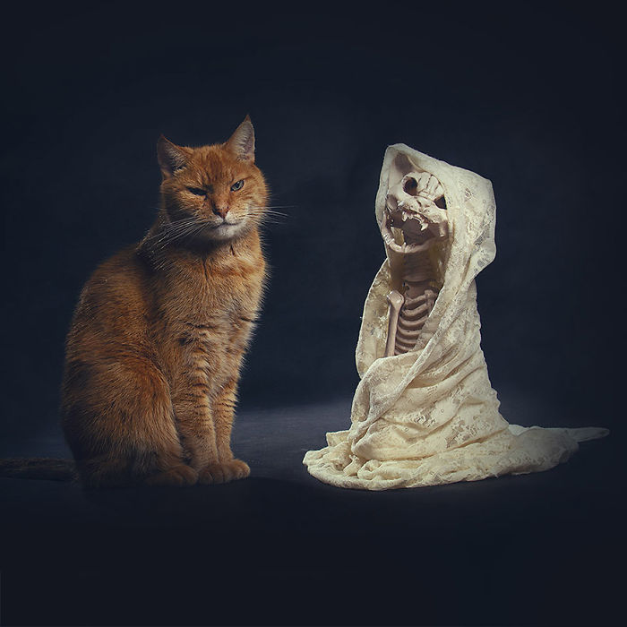 I Photograph Animals Every Halloween
