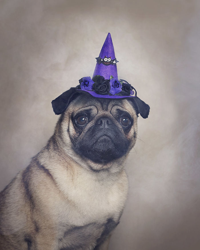 I Photograph Animals Every Halloween
