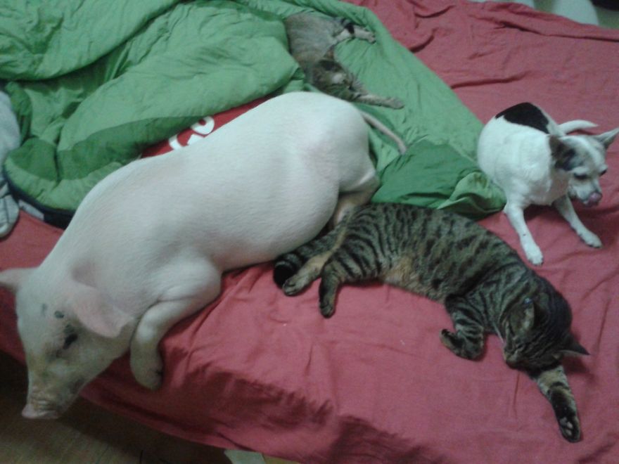 Rescued Pig Living The Good Life In Vietnam