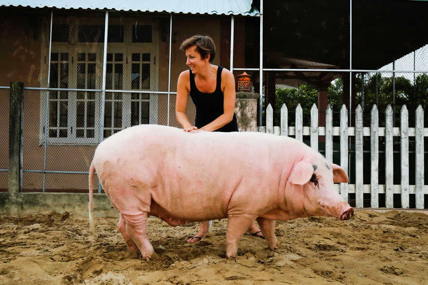 Rescued Pig Living The Good Life In Vietnam