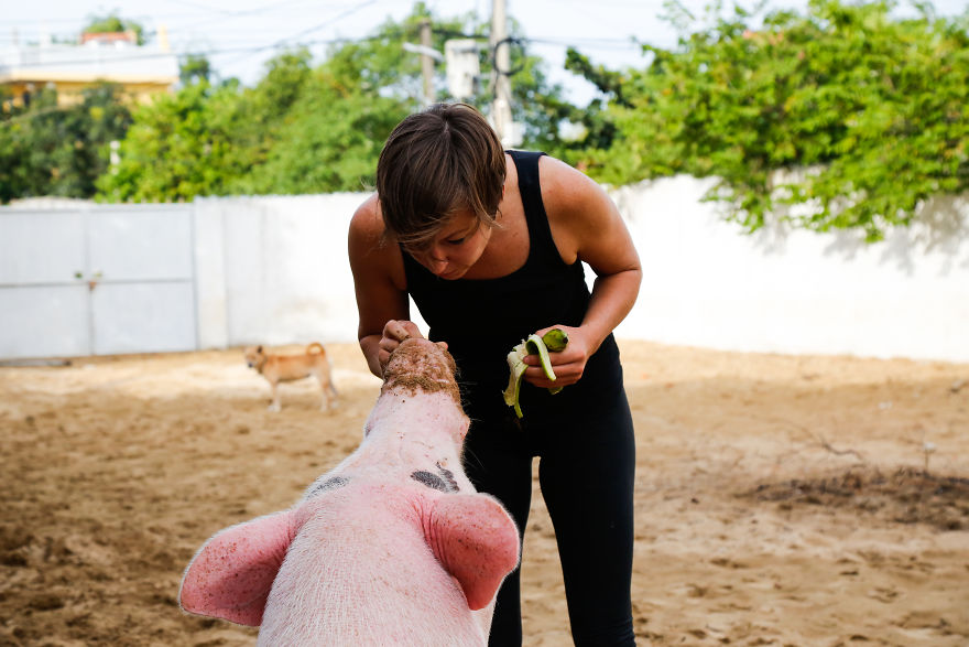 Rescued Pig Living The Good Life In Vietnam