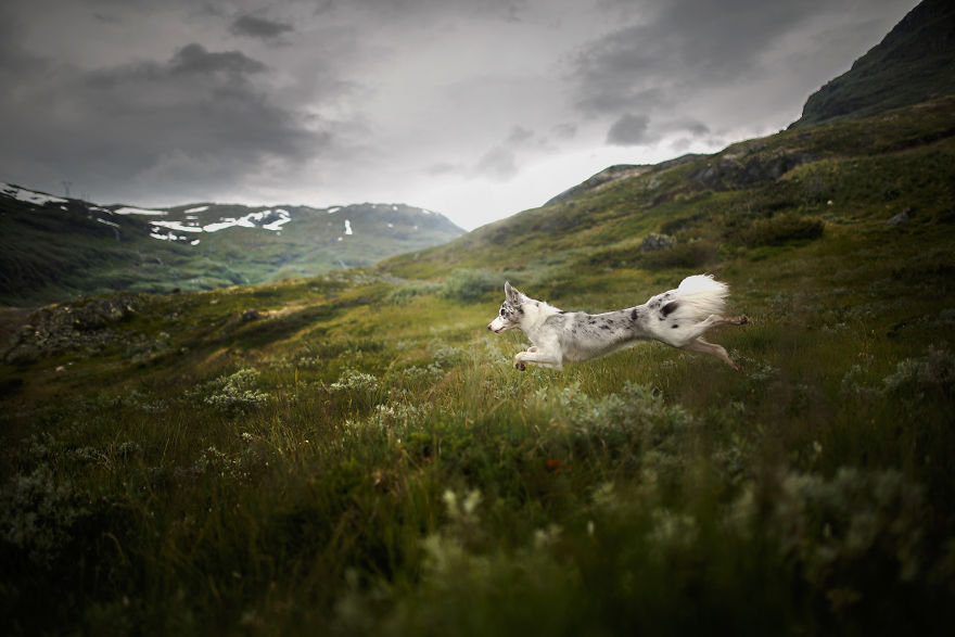 Soulful Portraits Of Dogs In Breathtaking Landscapes