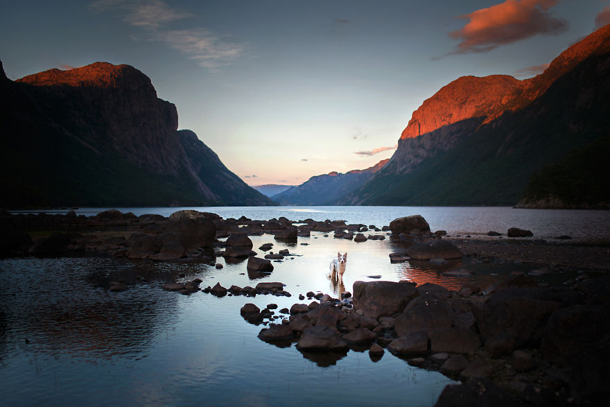 Soulful Portraits Of Dogs In Breathtaking Landscapes