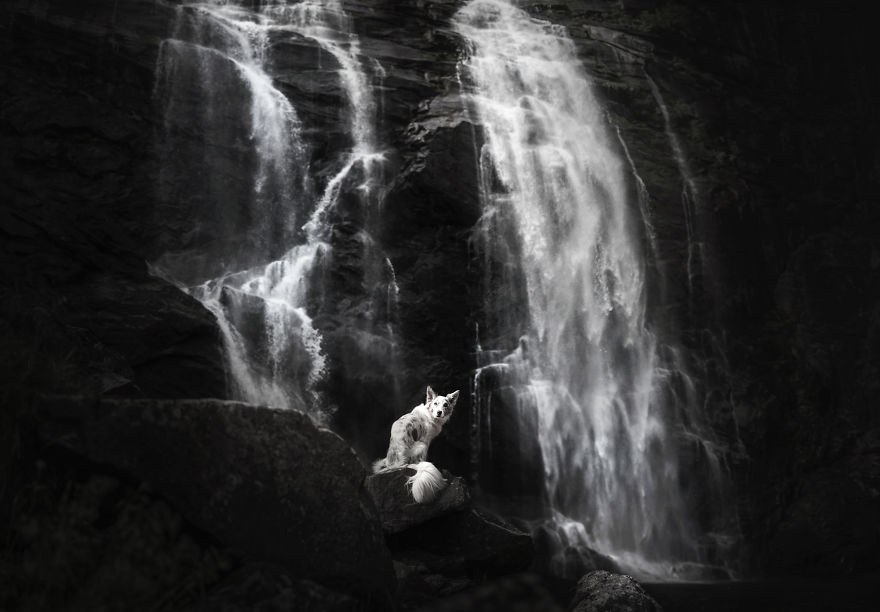 Soulful Portraits Of Dogs In Breathtaking Landscapes