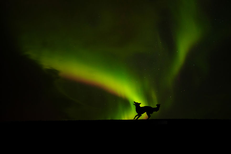 Soulful Portraits Of Dogs In Breathtaking Landscapes