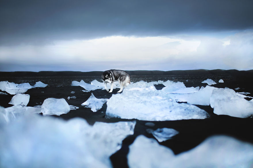 Soulful Portraits Of Dogs In Breathtaking Landscapes