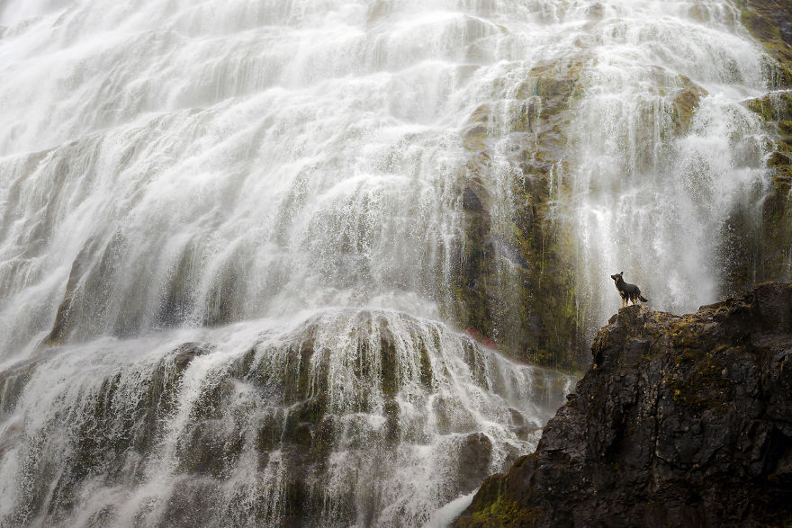 Soulful Portraits Of Dogs In Breathtaking Landscapes