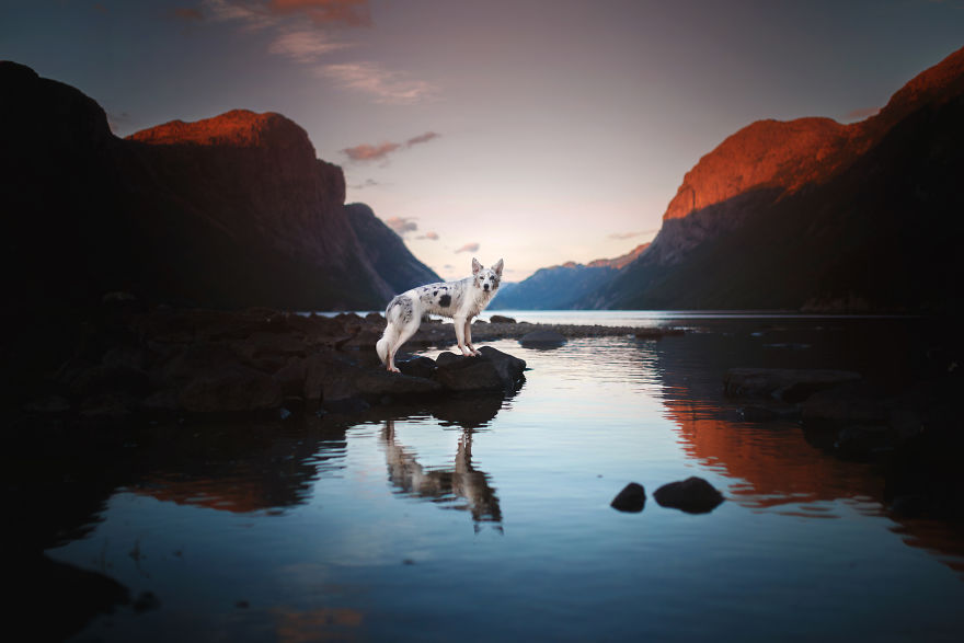 Soulful Portraits Of Dogs In Breathtaking Landscapes