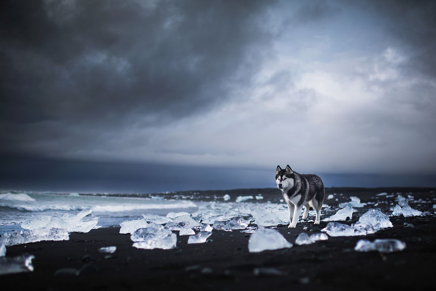Soulful Portraits Of Dogs In Breathtaking Landscapes