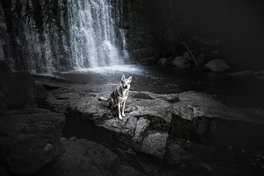 Soulful Portraits Of Dogs In Breathtaking Landscapes
