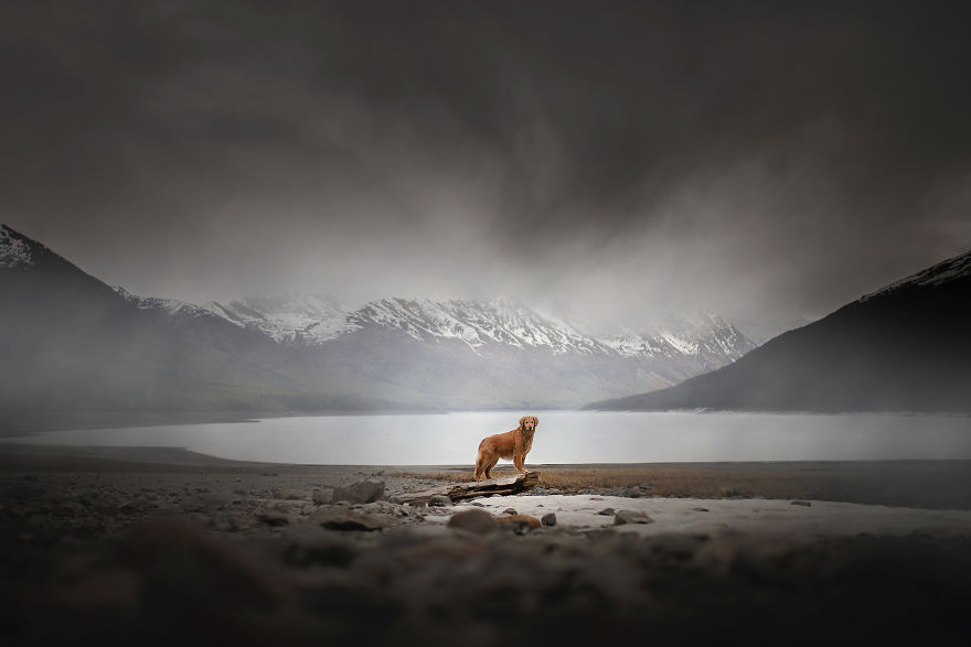 Soulful Portraits Of Dogs In Breathtaking Landscapes