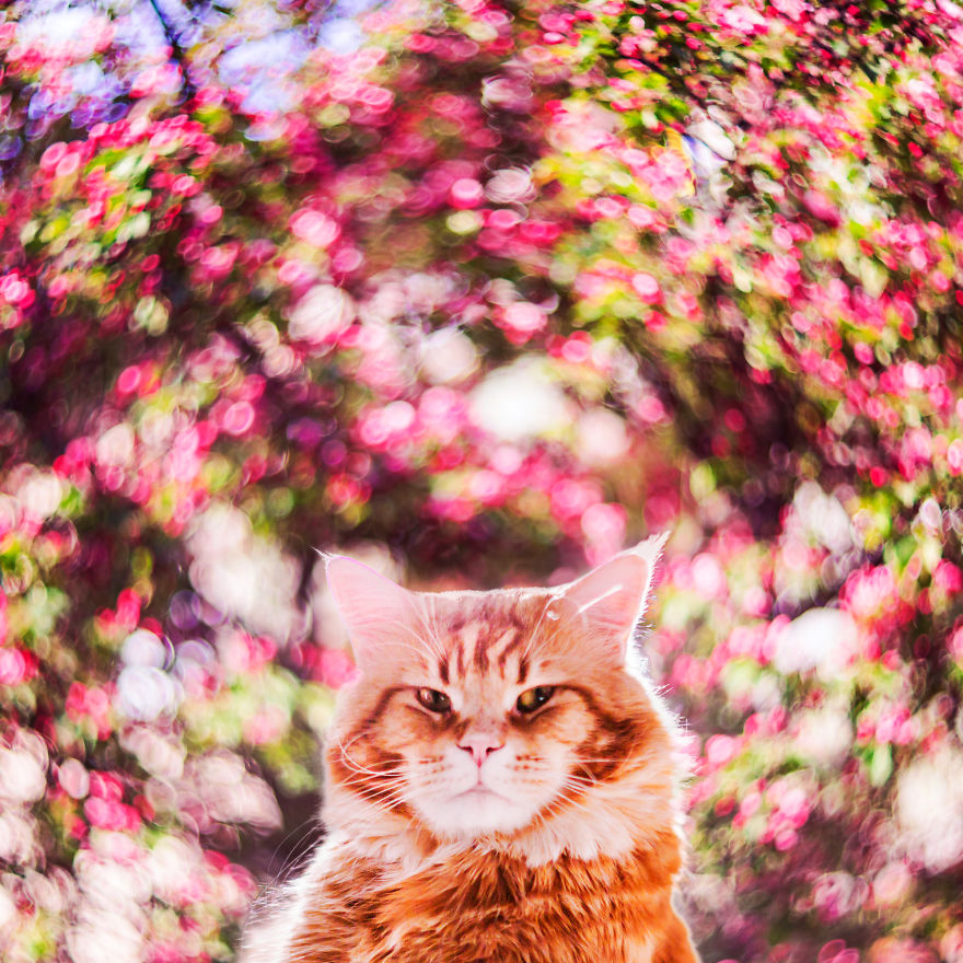 The Cutlet Cat - What Happens If You Are A Bright Red Inspirer