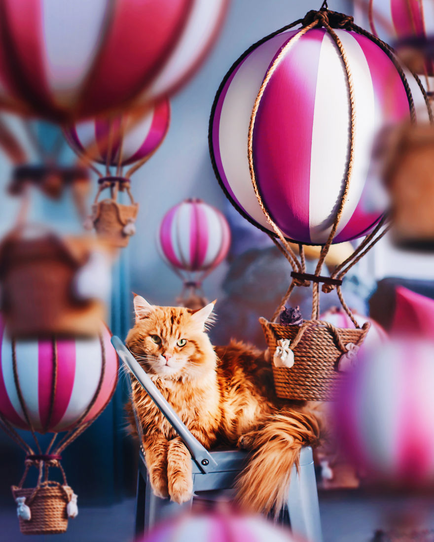 The Cutlet Cat - What Happens If You Are A Bright Red Inspirer