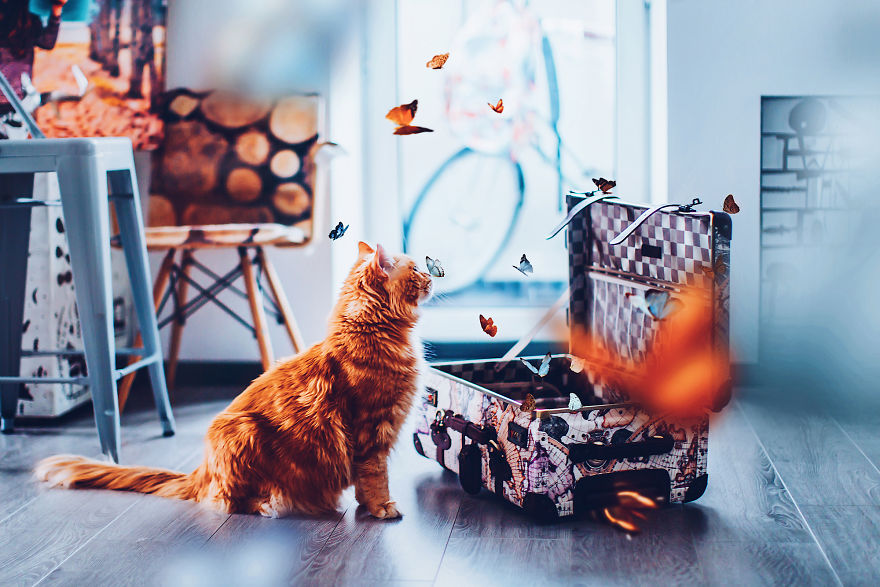 The Cutlet Cat - What Happens If You Are A Bright Red Inspirer