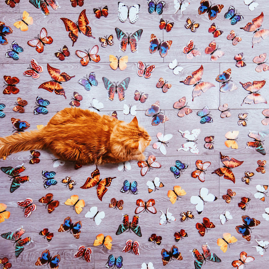 The Cutlet Cat - What Happens If You Are A Bright Red Inspirer