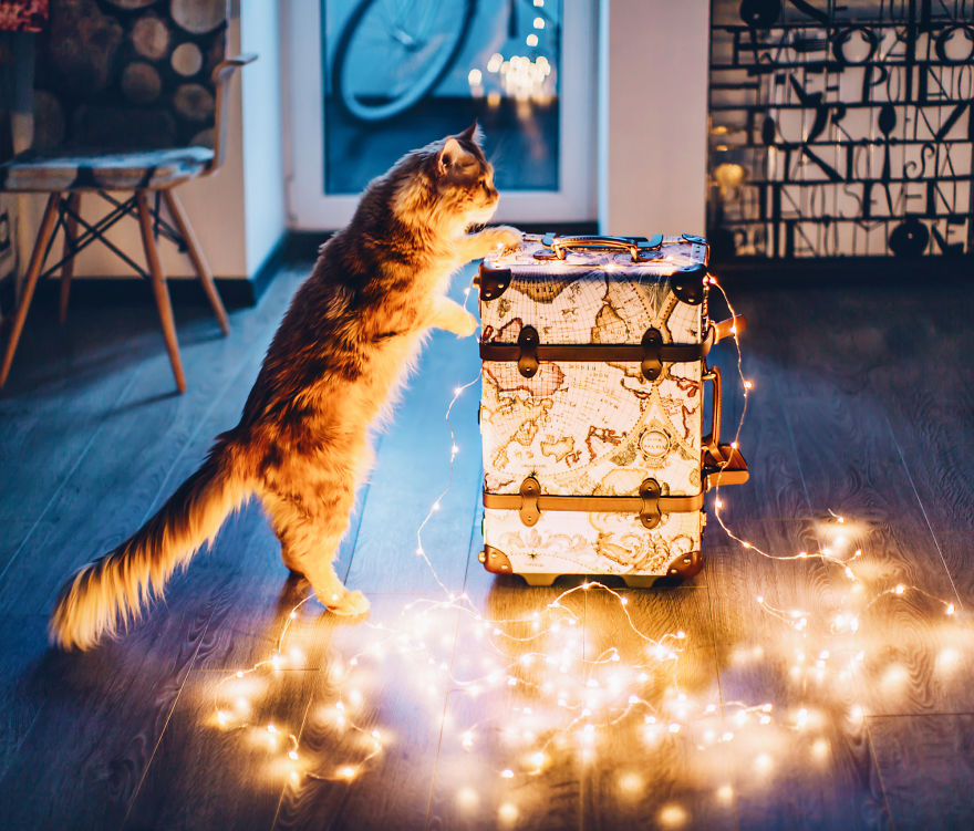 The Cutlet Cat - What Happens If You Are A Bright Red Inspirer