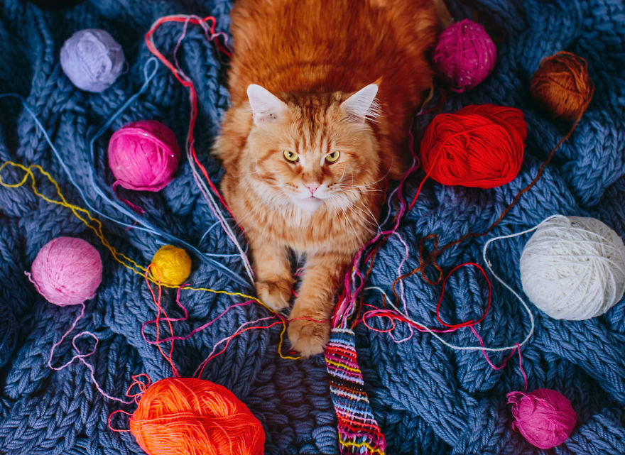 The Cutlet Cat - What Happens If You Are A Bright Red Inspirer