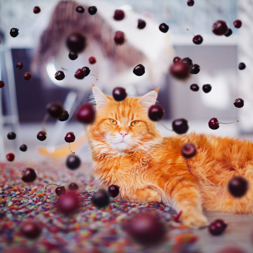 The Cutlet Cat - What Happens If You Are A Bright Red Inspirer