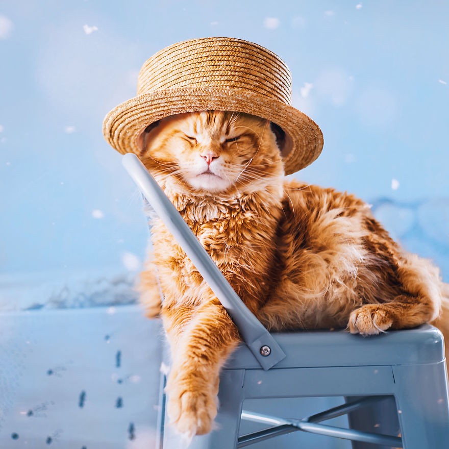 The Cutlet Cat - What Happens If You Are A Bright Red Inspirer