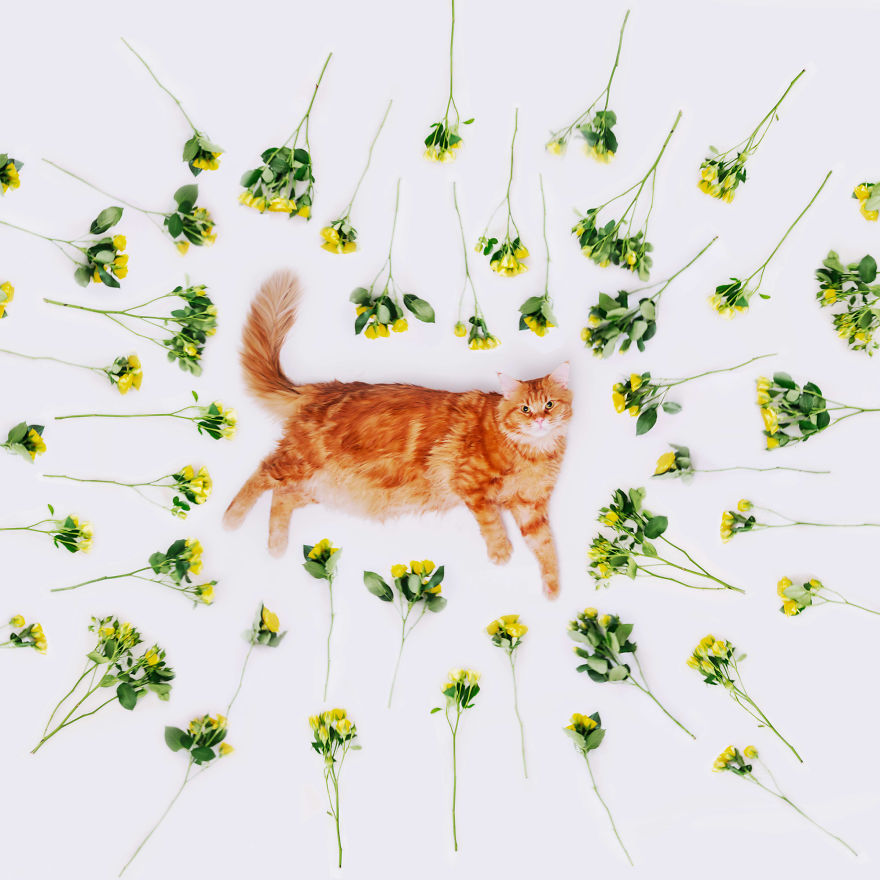 The Cutlet Cat - What Happens If You Are A Bright Red Inspirer