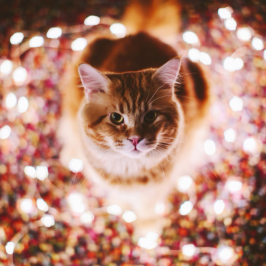 The Cutlet Cat - What Happens If You Are A Bright Red Inspirer