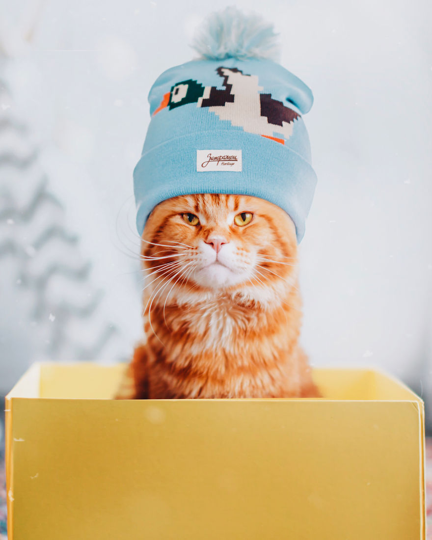 The Cutlet Cat - What Happens If You Are A Bright Red Inspirer