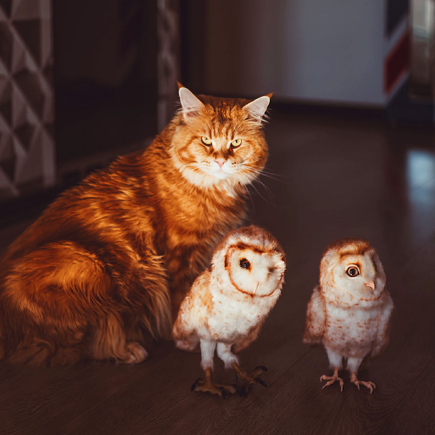 The Cutlet Cat - What Happens If You Are A Bright Red Inspirer