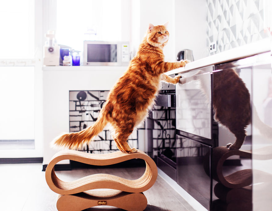 The Cutlet Cat - What Happens If You Are A Bright Red Inspirer