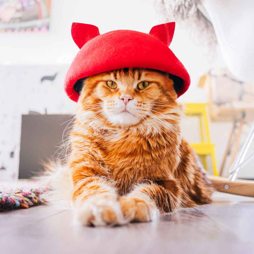 The Cutlet Cat - What Happens If You Are A Bright Red Inspirer