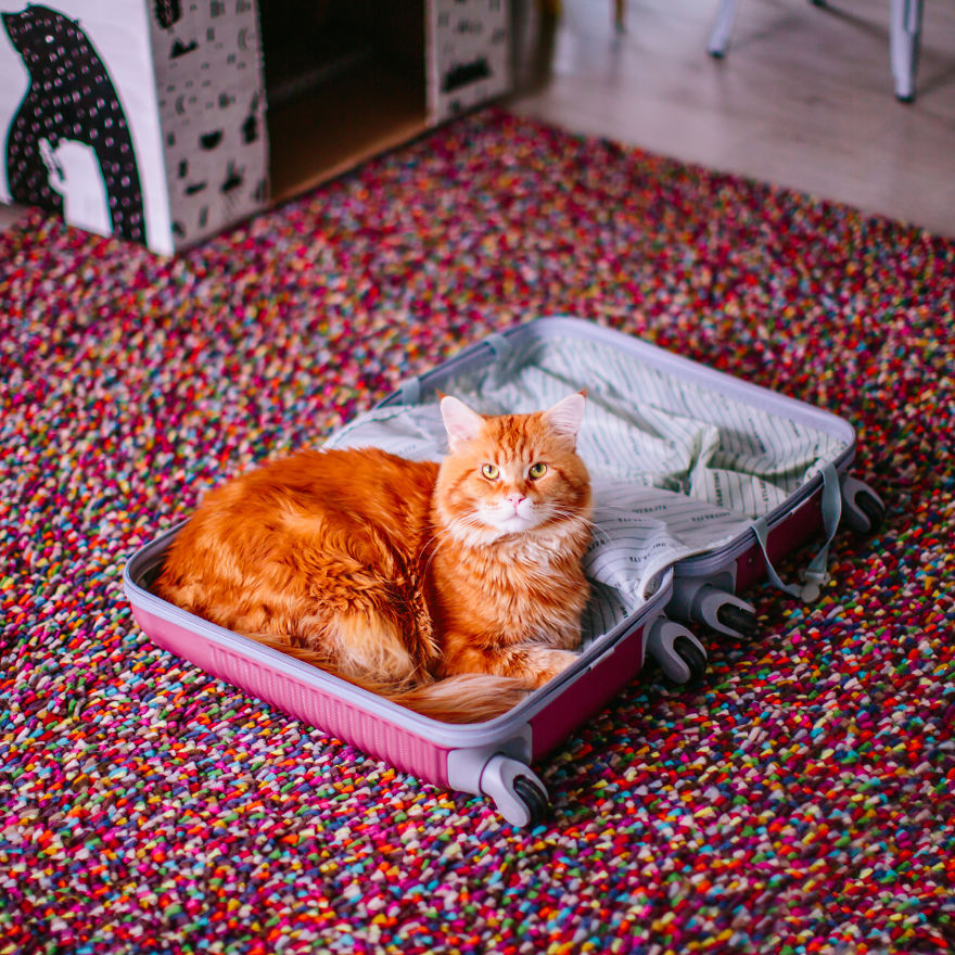 The Cutlet Cat - What Happens If You Are A Bright Red Inspirer