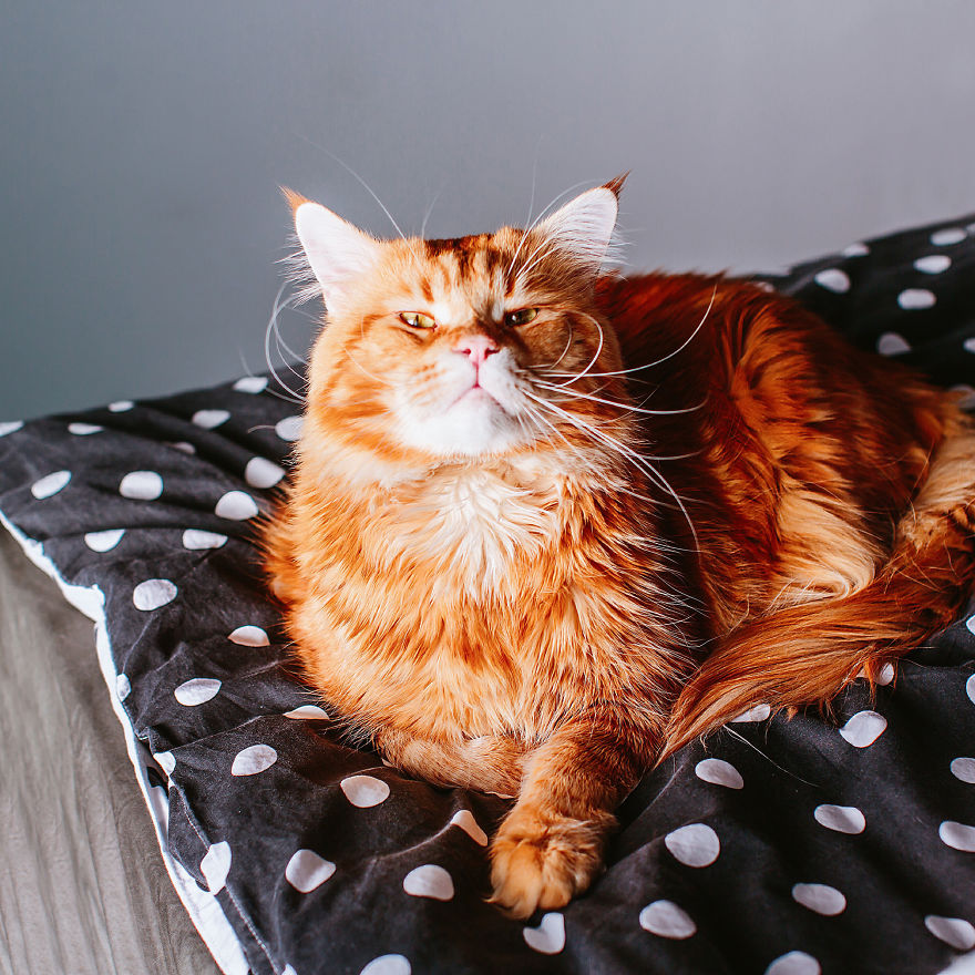 The Cutlet Cat - What Happens If You Are A Bright Red Inspirer