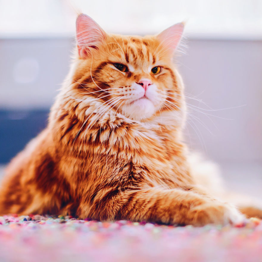 The Cutlet Cat - What Happens If You Are A Bright Red Inspirer