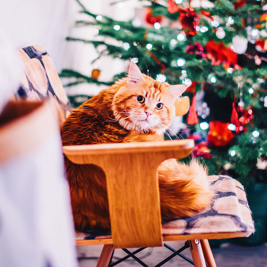 The Cutlet Cat - What Happens If You Are A Bright Red Inspirer