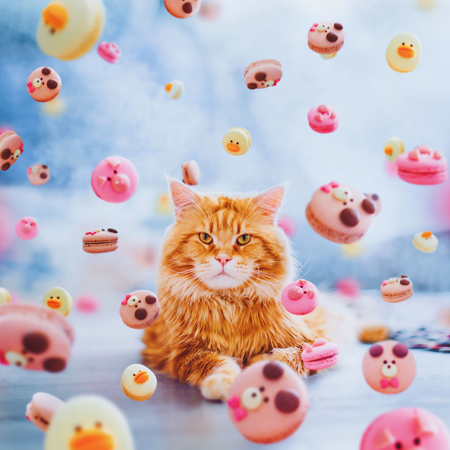 The Cutlet Cat - What Happens If You Are A Bright Red Inspirer