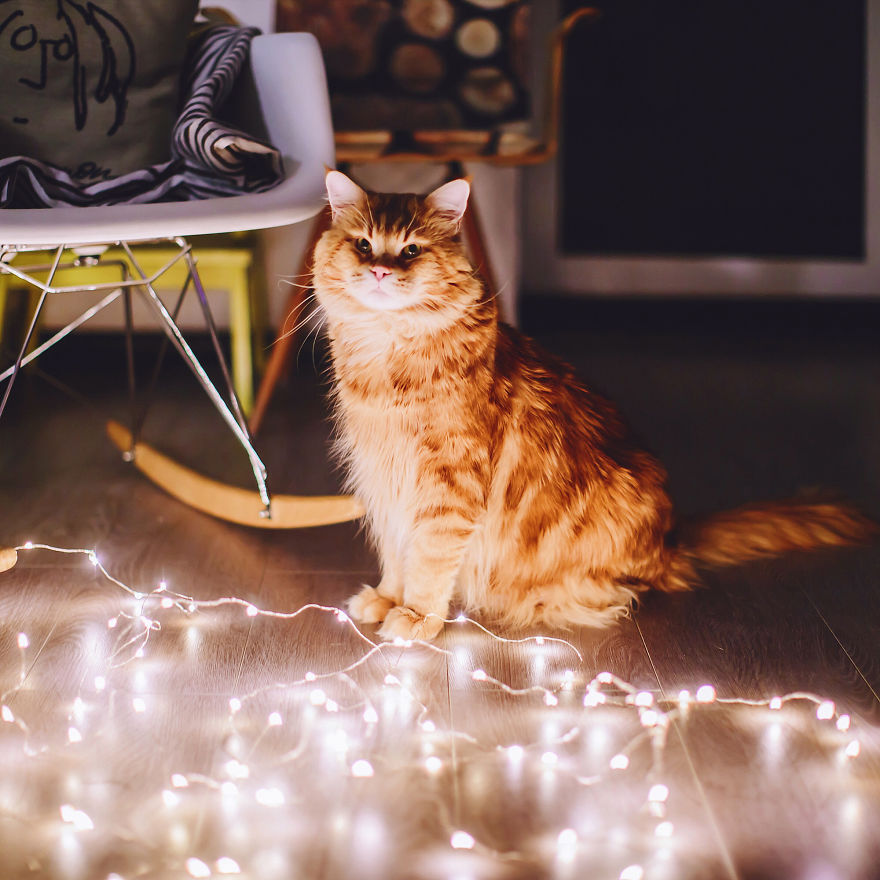 The Cutlet Cat - What Happens If You Are A Bright Red Inspirer